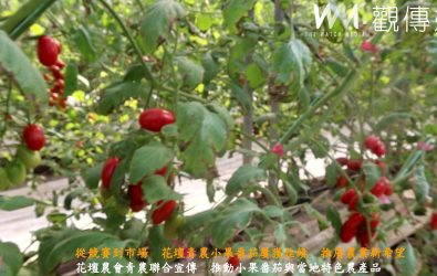 從競賽到市場　花壇青農小果番茄屢獲佳績　推廣農業新希望
